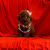 Toy Poodle Red Brown Kore Kanı Yavrular